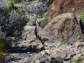 wDV-2015-march-day4-4  Chukar.jpg (569414 bytes)